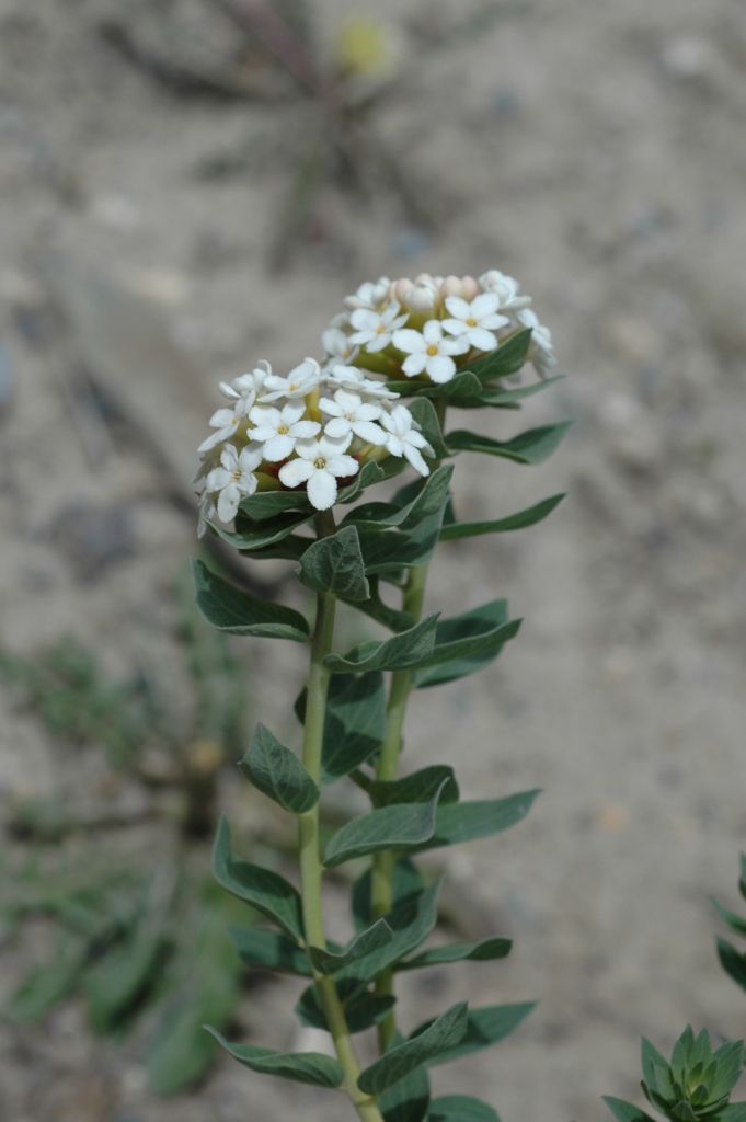 Stellera chamaejasme