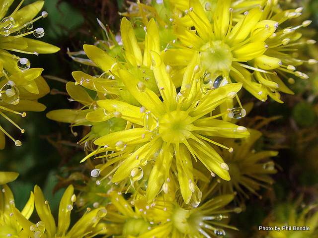 Aeonium arboreum