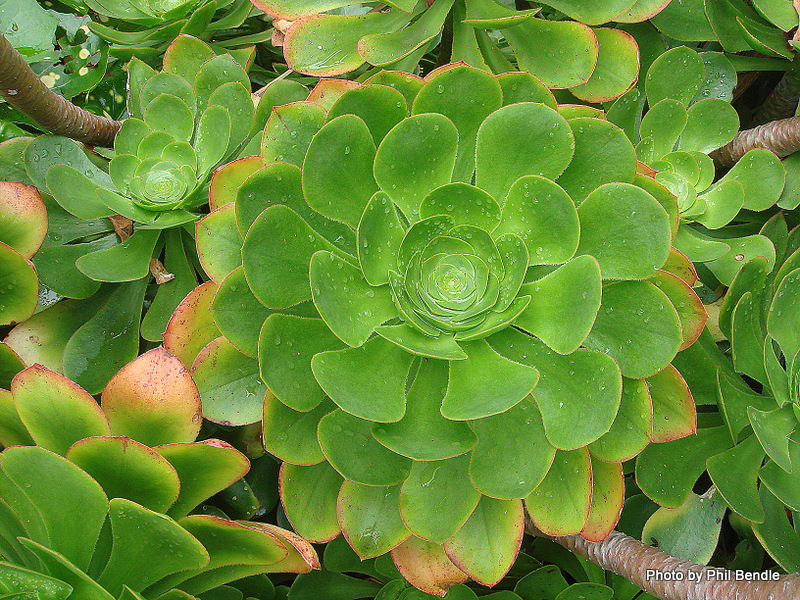 Aeonium arboreum