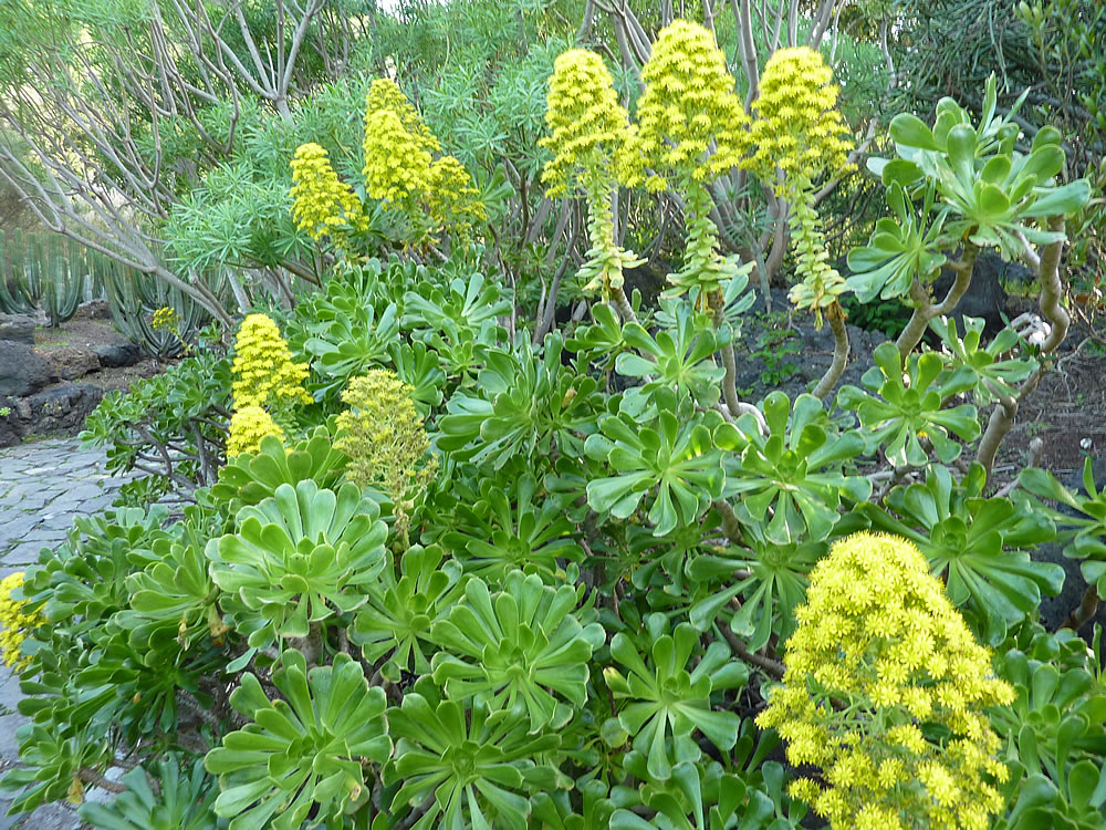 Aeonium arboreum